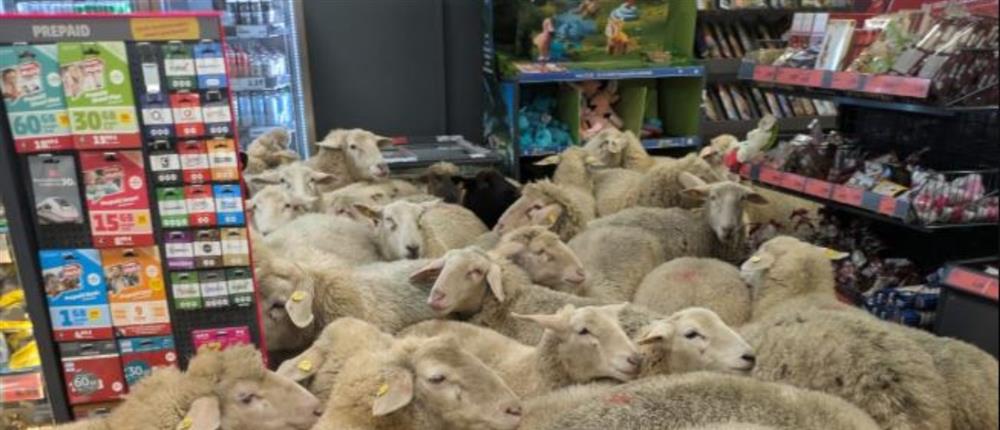 Γερμανία: Περίπου 50 πρόβατα εισέβαλαν σε σούπερ μάρκετ 