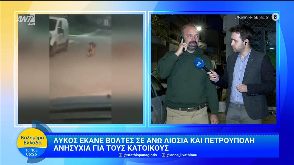 Λύκος έκανε βόλτα σε Άνω Λιόσια και Πετρούπολη - Καλημέρα Ελλάδα - 10/11/2025