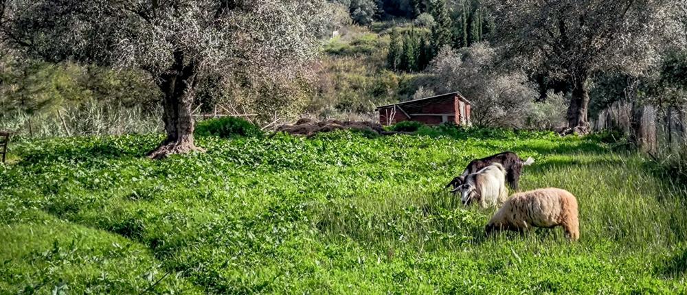 ΥΠΑΑΤ: Καταβλήθηκε η 5η κατανομή ύψους 2,4 εκατ. ευρώ στις Περιφέρειες για λειτουργικές δαπάνες αντιμετώπισης της ευλογιάς
