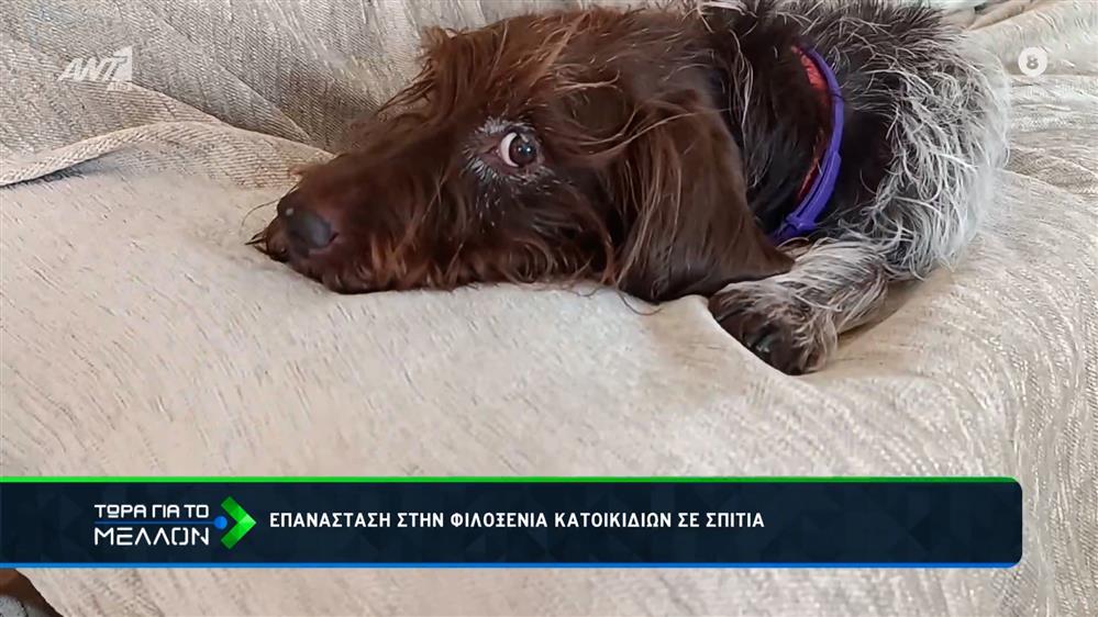 Επανάσταση στην φιλοξενία κατοικιδίων σε σπίτια