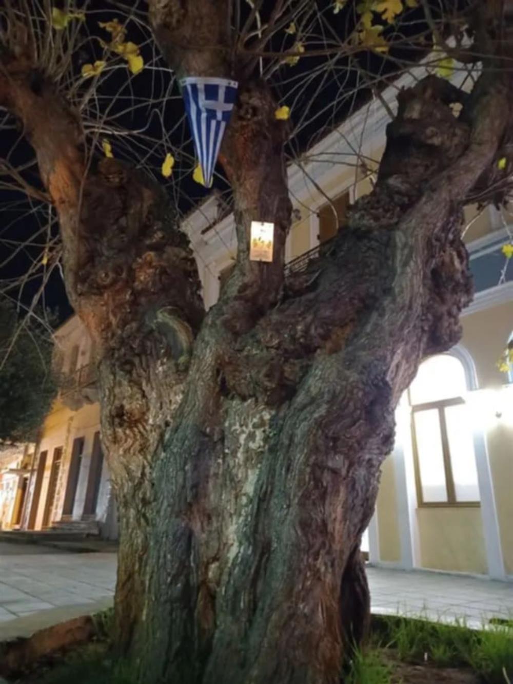 αιωνόβιο δέντρο -  μουριά