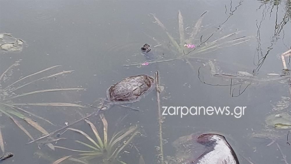 ΧΑΝΙΑ - ΝΕΚΡΕΣ ΧΕΛΩΝΕΣ - ΣΚΟΥΠΙΔΙΑ ΧΑΝΙΑ - ΝΕΚΡΕΣ ΧΕΛΩΝΕΣ - ΣΚΟΥΠΙΔΙΑ