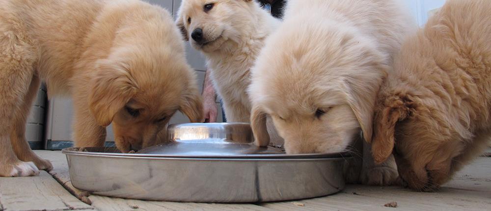 Πάτρα: 89χρονη σκότωσε δύο κουτάβια και επιτέθηκε σε νεαρό