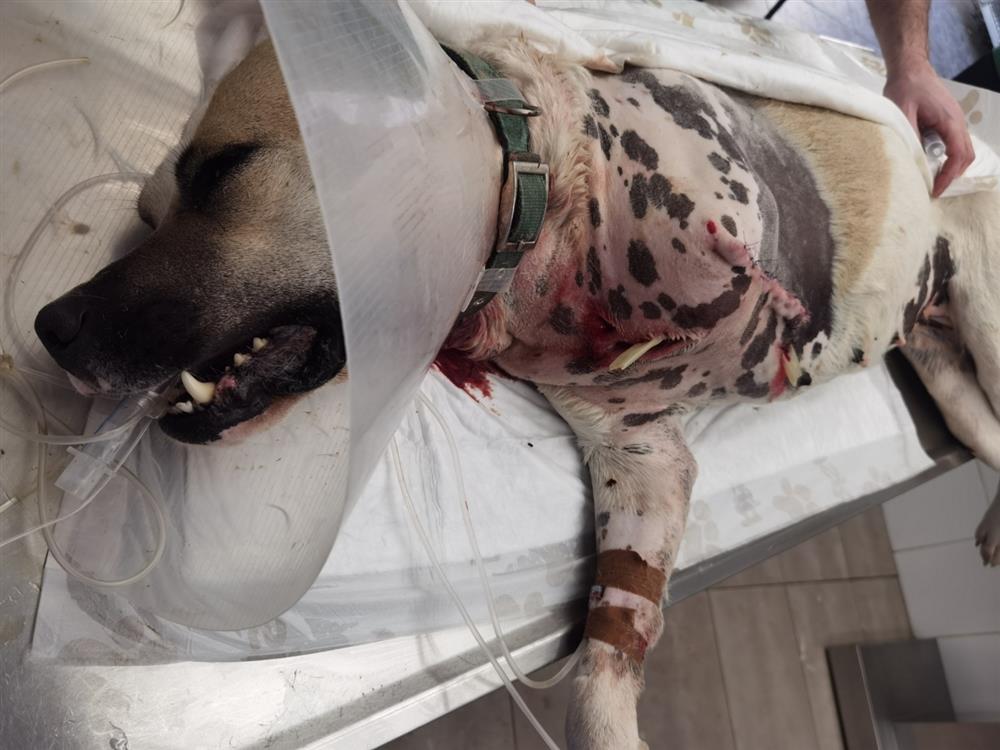 Κορυδαλλός - σκύλος - πυροβολισμός Κορυδαλλός - σκύλος - πυροβολισμός