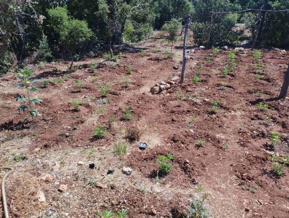 φυτεία - κάνναβη - Αρκαδία φυτεία - κάνναβη - Αρκαδία