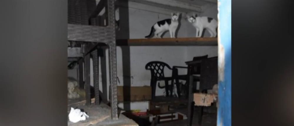 Δονούσα: Προφυλακίστηκε 63χρονος που κρατούσε αιχμάλωτες 58 γάτες