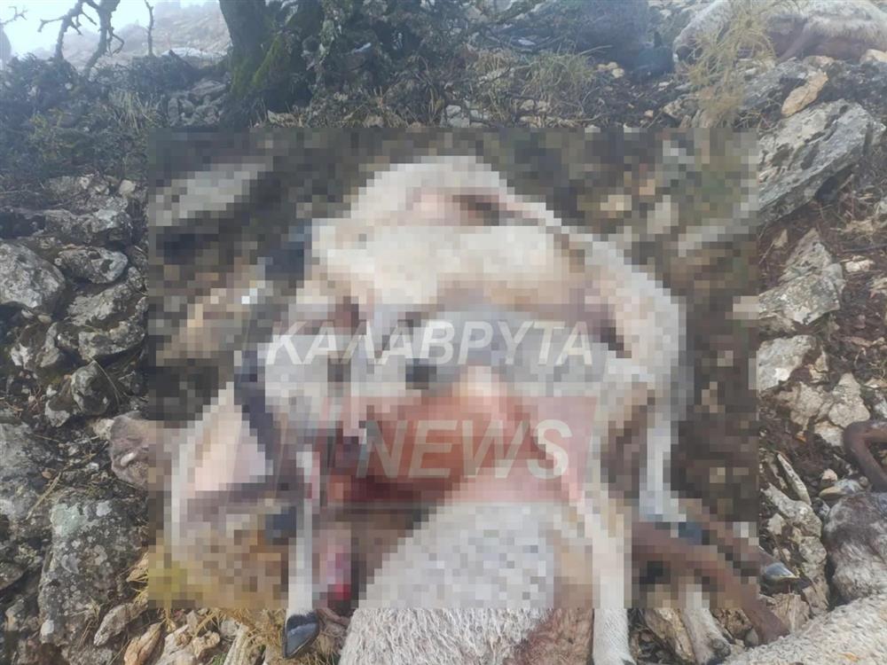 Καλάβρυτα - νεκρά πρόβατα Καλάβρυτα - νεκρά πρόβατα