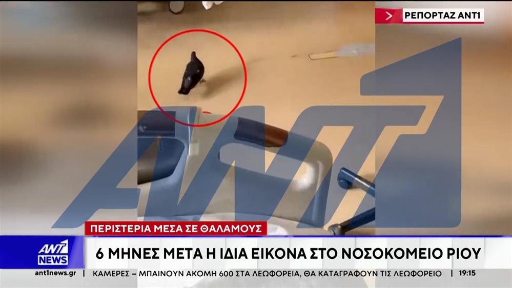 Νοσοκομείο Ρίου: Περιστέρια μέσα σε θαλάμους τρώνε από τα πιάτα ασθενών