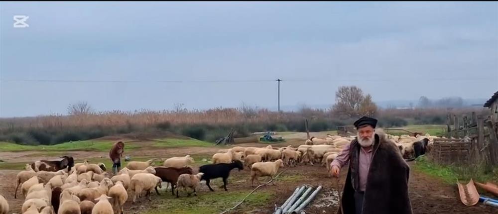 Θεσσαλονίκη: Κτηνοτρόφος καταρρέει, μετά την αναγκαστική θανάτωση του κοπαδιού του (βίντεο)