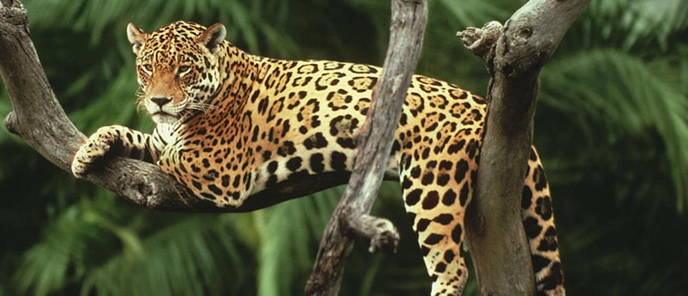 λεοπάρδαλη - άγρια ζώα