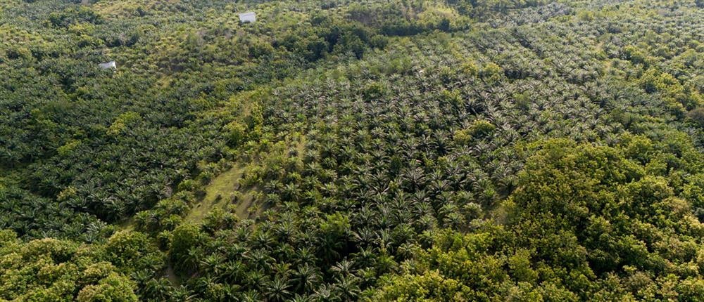 Επτά θετικές εξελίξεις για το περιβάλλον και το κλίμα μέσα στο 2025