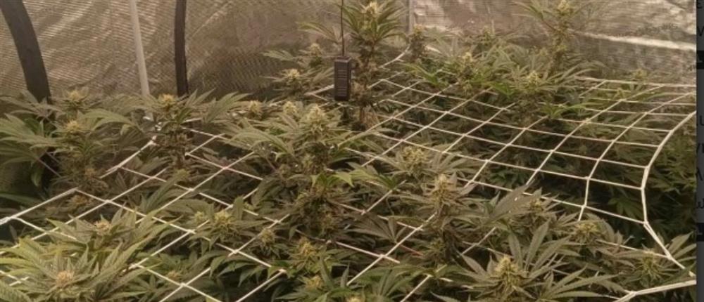 Καλαμάτα: Χειροπέδες σε 36χρονο που καλλιεργούσε φυτά κάνναβης