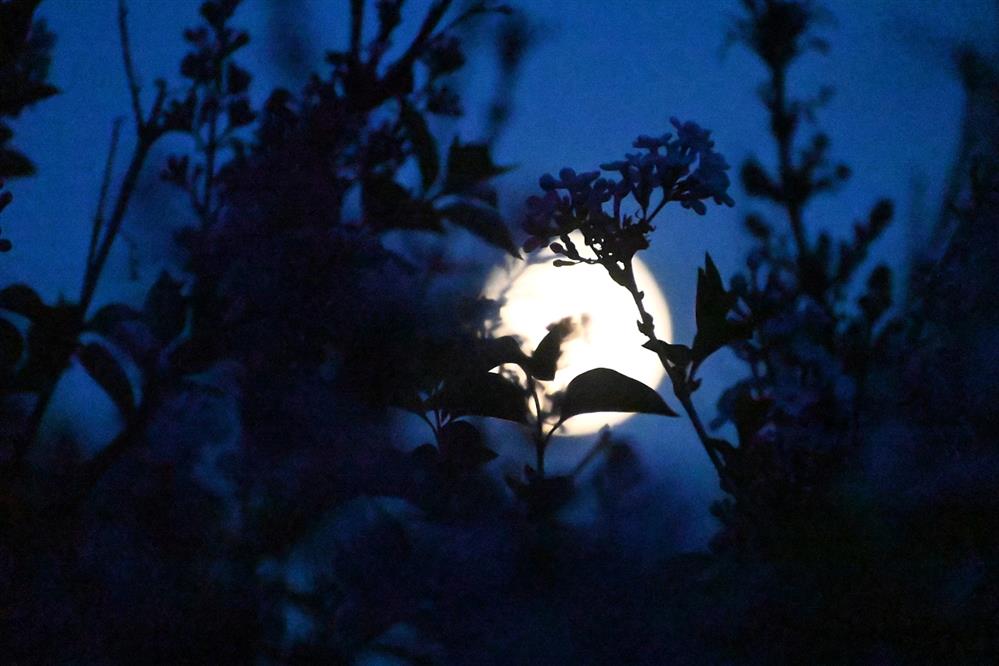 ροζ - Πανσεληνος