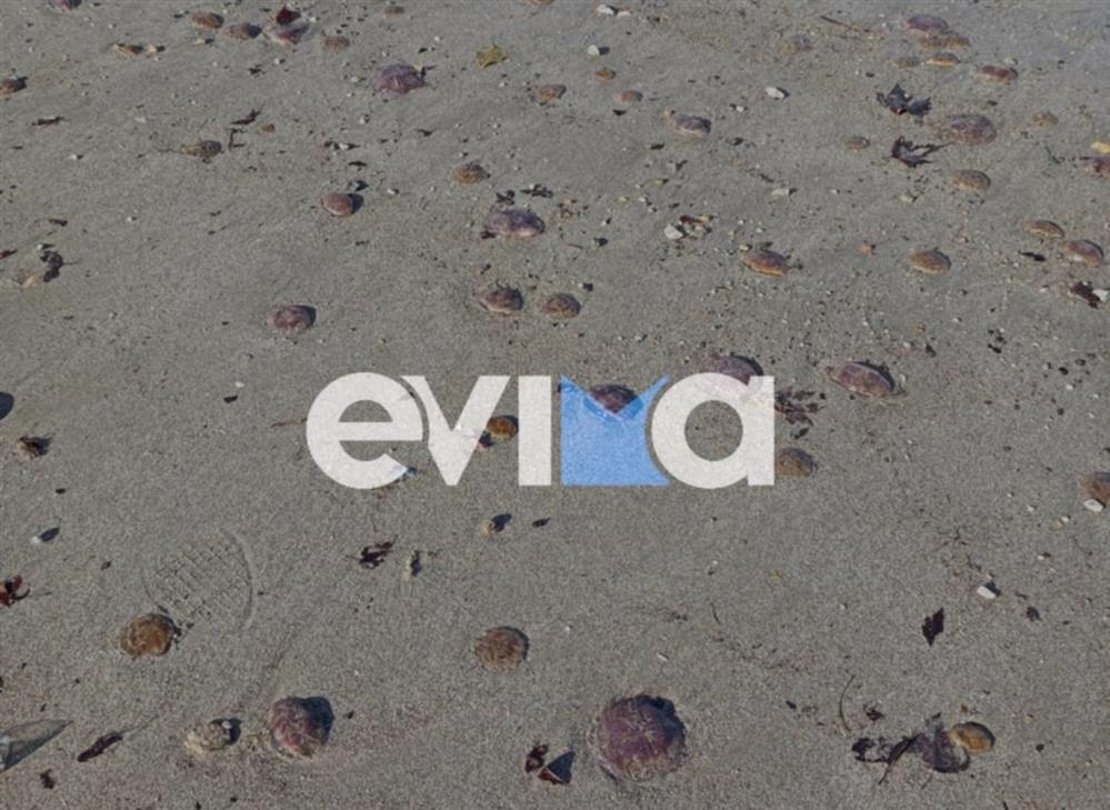 Μωβ - Μέδουσες - Παραλία - Εύβοιας