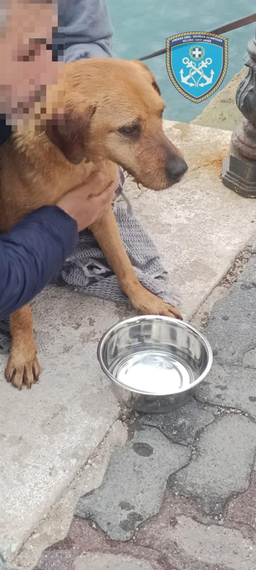 σκυλος - λιμενικο - διασωση