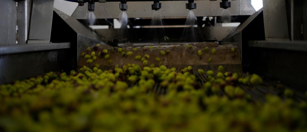 Ελια - ελαιολαδο - λαδι - AP Ελια - ελαιολαδο - λαδι - AP