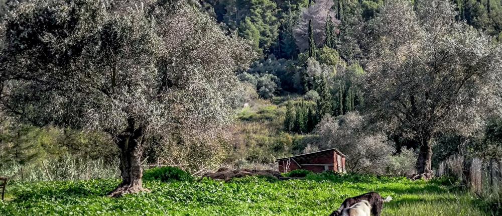 Ηράκλειο: Τρεις άνδρες μπήκαν σε ποιμνιοστάσιο και θανάτωσαν 40 αρνιά