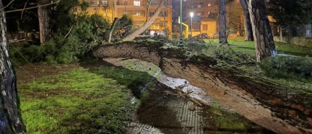 Πτώση πεύκου στο Γηροκομείο Ιωαννίνων λόγω των συνεχόμενων βροχοπτώσεων (εικόνες)