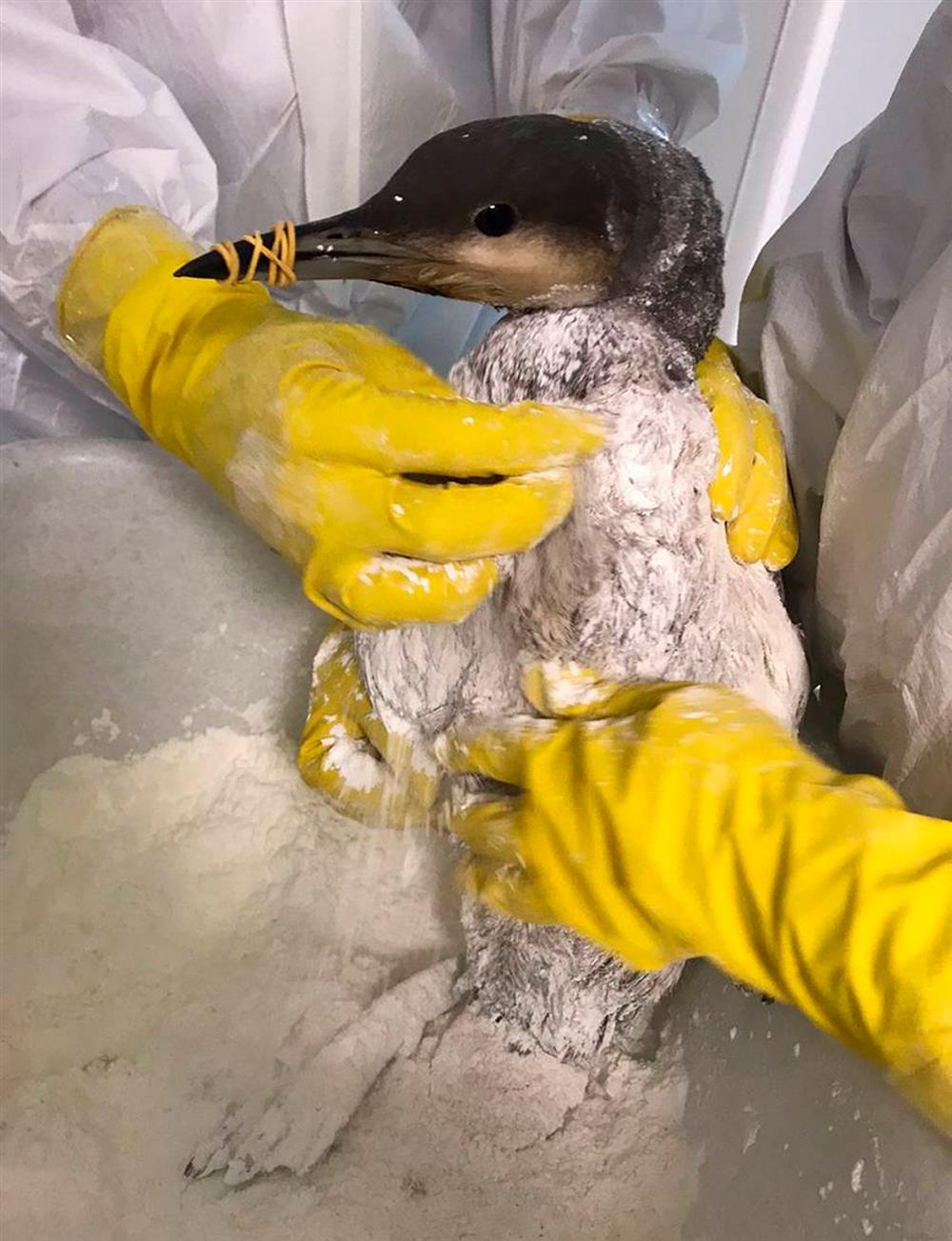 Ρωσία - Πετρελαιοκηλίδα Ρωσία - Πετρελαιοκηλίδα