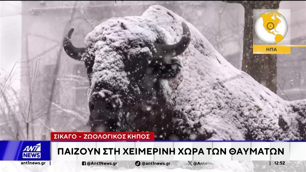 Τα ζώα του κόσμου γιορτάζουν τα Χριστούγεννα