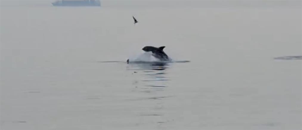 Θεσσαλονίκη: Δελφίνια έκαναν για ακόμη μια φορά την εμφάνιση τους στον Θερμαϊκό (βίντεο)