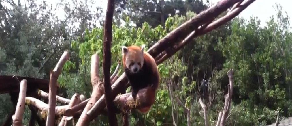 Όνομα βαρύ σαν ιστορία… για το κόκκινο πάντα