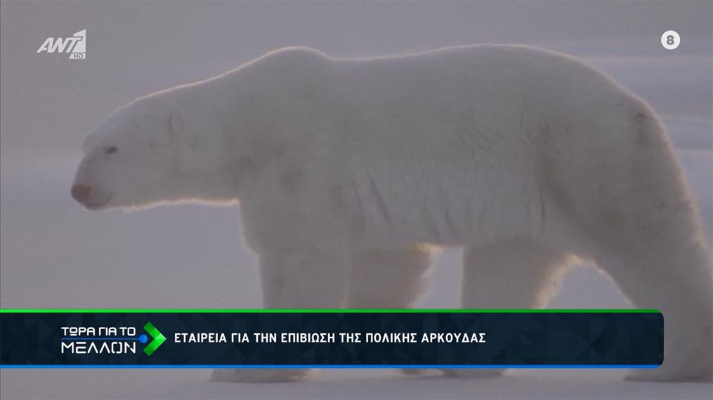 Μείωση του πληθυσμού των πολικών αρκούδων