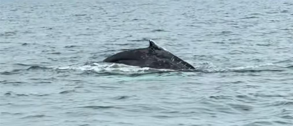 Εντυπωσιακό βίντεο: Φάλαινα εμφανίστηκε μετά από 87 χρόνια στον Παγασητικό
