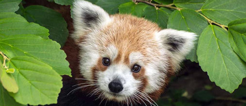 Rusty το κόκκινο Πάντα: Κάποτε ένας δραπέτης, τώρα ένας υπερήφανος πατέρας