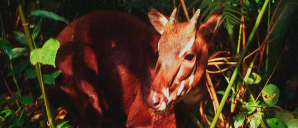 Σπάνιο ζώο απαθανατίστηκε στο Βιετνάμ