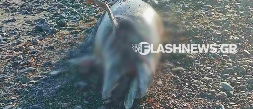 Χανιά: Νεκρό δελφίνι ξεβράστηκε σε παραλία (εικόνες)