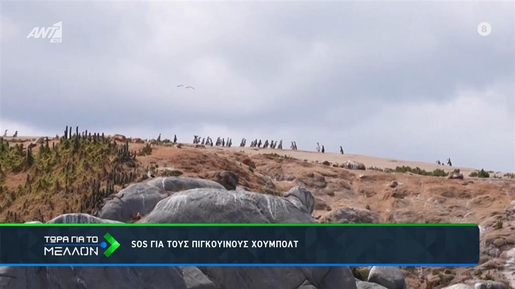 Σε κίνδυνο οι πιγκουίνοι