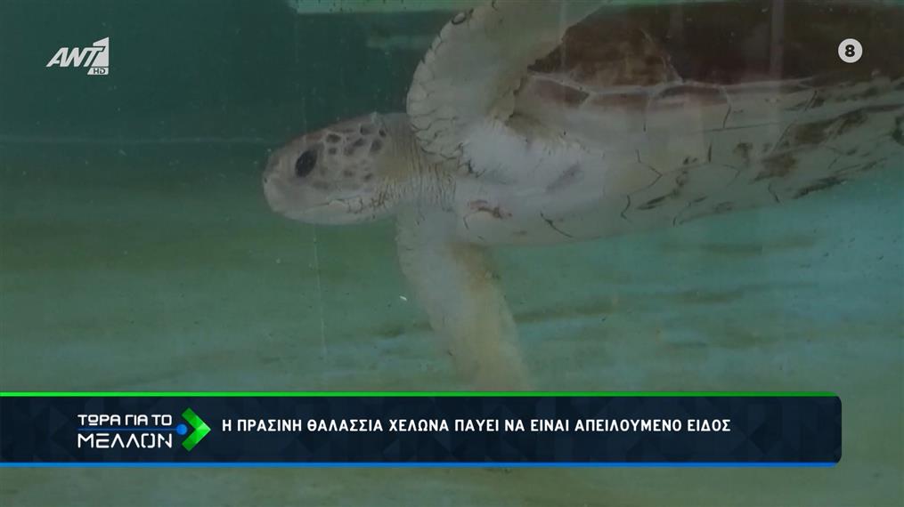 Η πράσινη θαλάσσια χελώνα