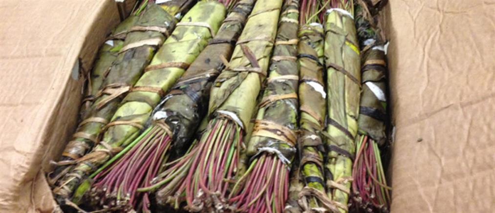 Συνταξιούχος εκπαιδευτικός πρωταγωνιστής σε τρίγωνο εμπορίου ναρκωτικών