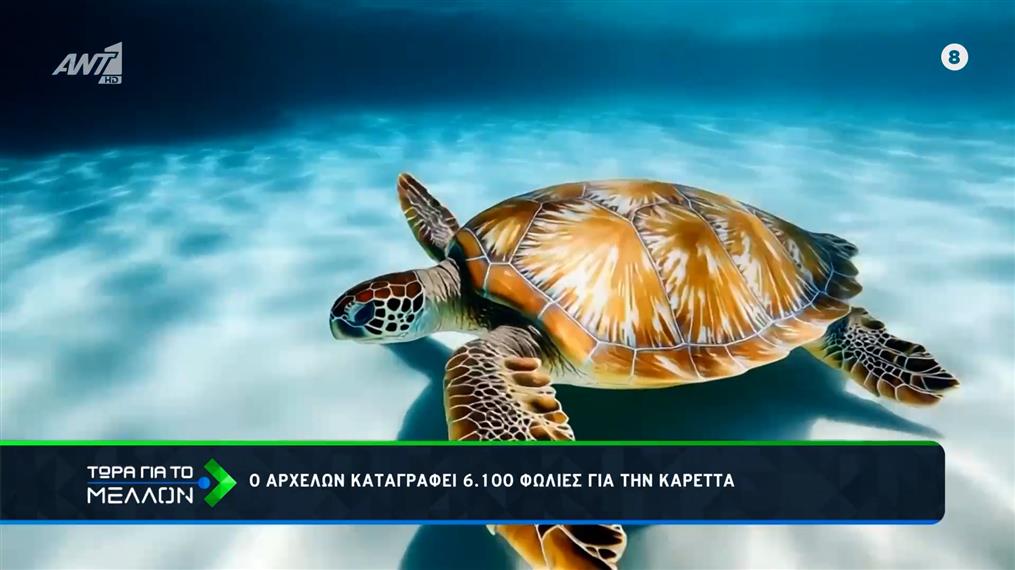 Ο ΑΡΧΕΛΩΝ καταγράφει 6.100 Φωλιές για την Καρέττα