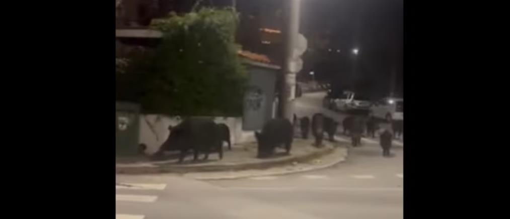 Θεσσαλονίκη: Αγέλη αγριογούρουνων στους δρόμους του Πανοράματος  (βίντεο)