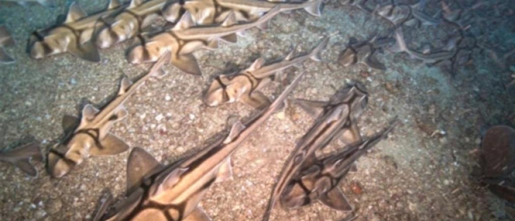 Αυστραλία: Οι πολίτες καλούνται να αποφεύγουν τις παραλίες στα ανατολικά της χώρας μετά τις πρόσφατες επιθέσεις καρχαριών