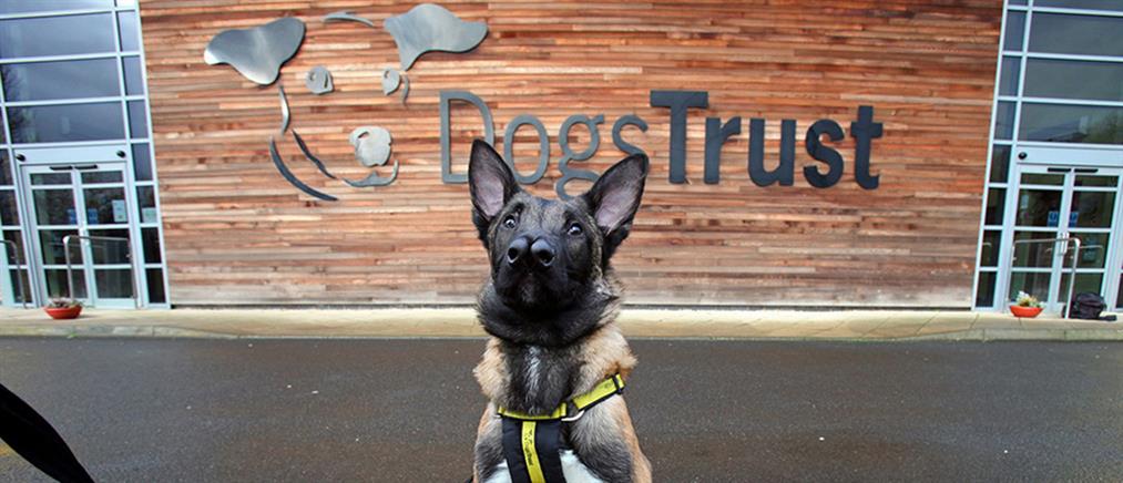 Ένα λυκόσκυλο με δύο μύτες που κλέβει καρδιές!