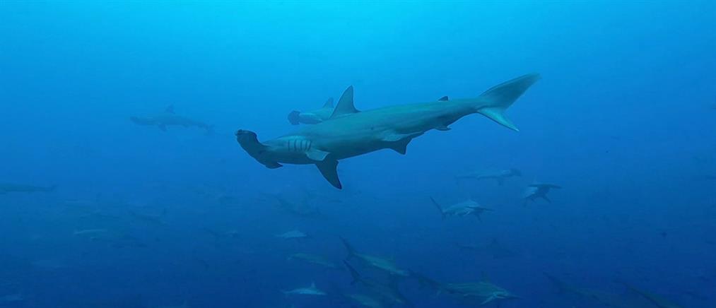 Η … «συνάντηση» δυτών με σφυροκέφαλους καρχαρίες