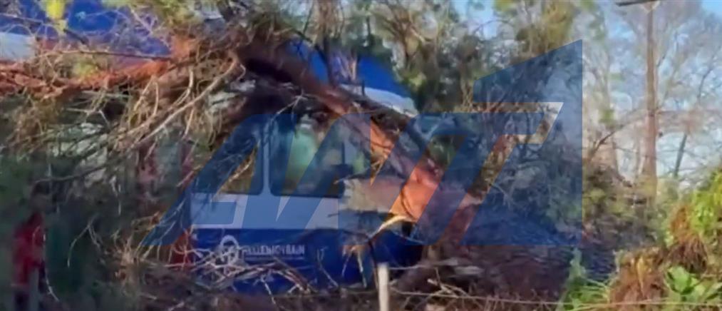 Πύργος: Πεύκο πλάκωσε τρένο εν κινήσει - Στο νοσοκομείο ο οδηγός