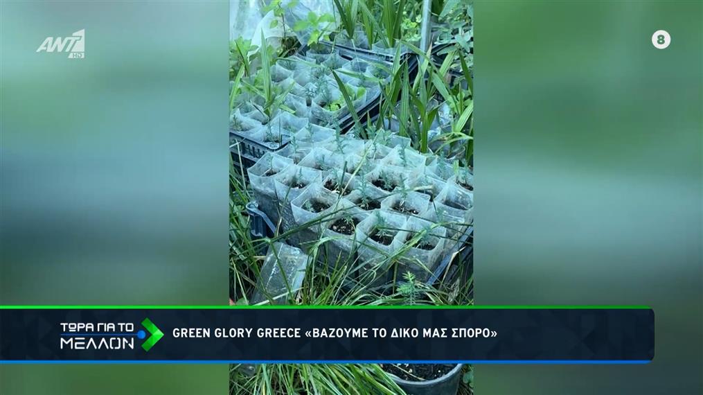GREEN GLORY GREECE: Βάζουμε δικό μας σπόρο