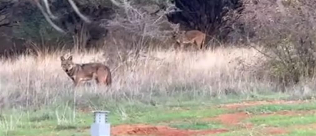 Θεσσαλονίκη: Εμφανίστηκε αγέλη λύκων στις παρυφές της Πυλαίας (βίντεο)