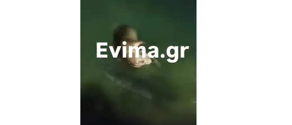Φώκιες εμφανίστηκαν σε λιμάνι της Εύβοιας (βίντεο)