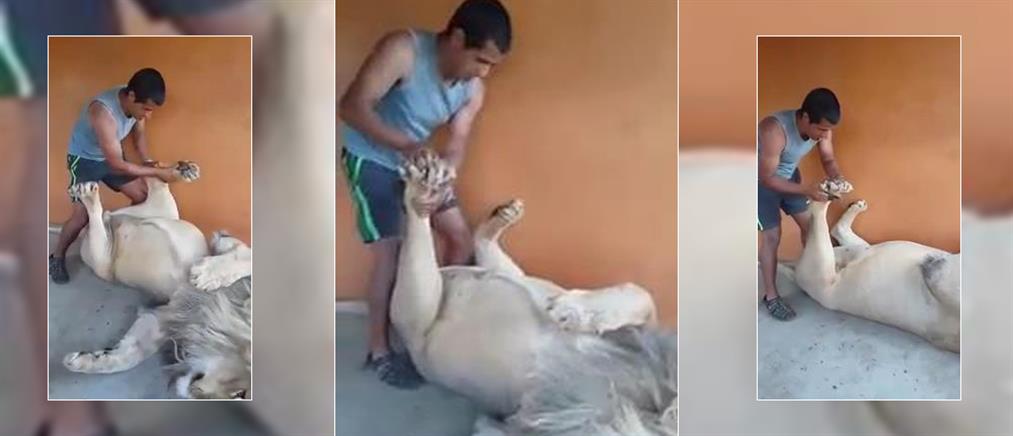 Άνθρωπος κάνει μασάζ σε λιοντάρι