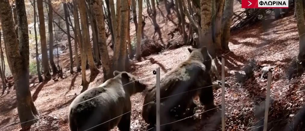 Άγρια ζώα σε πόλεις και χωριά: Λύκοι, αλεπούδες και αγριογούρουνα όλο και πιο συχνά σε κατοικημένες περιοχές