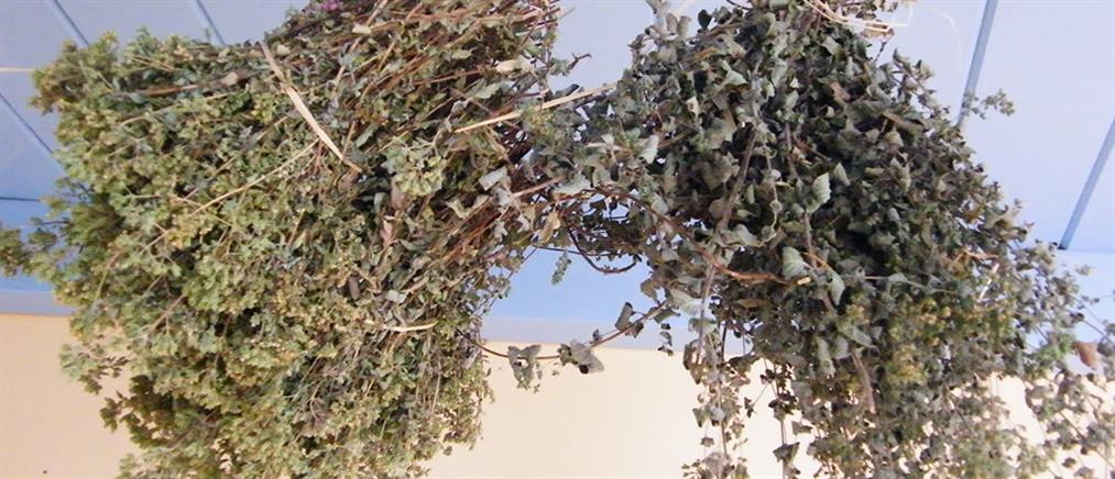 Τι μυστικό «κρύβει» η ρίγανη;