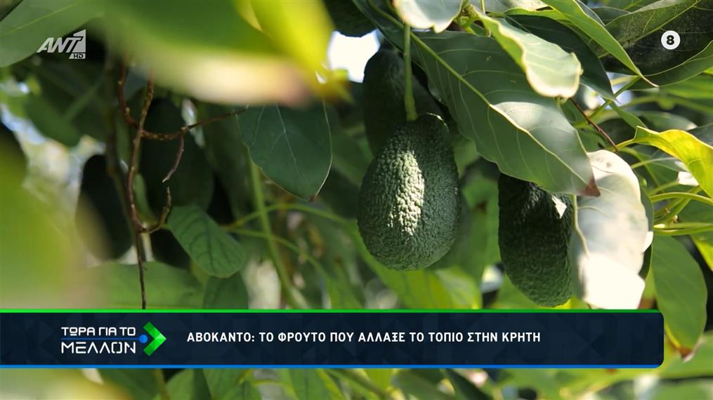 Αβοκάντο: Το φρούτο που άλλαξε το τοπίο στην Κρήτη  
