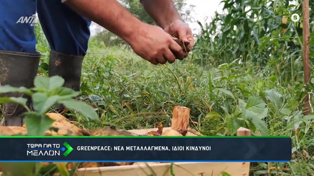 Greenpeace: Νέα μεταλλαγμένα, ίδιοι κίνδυνοι