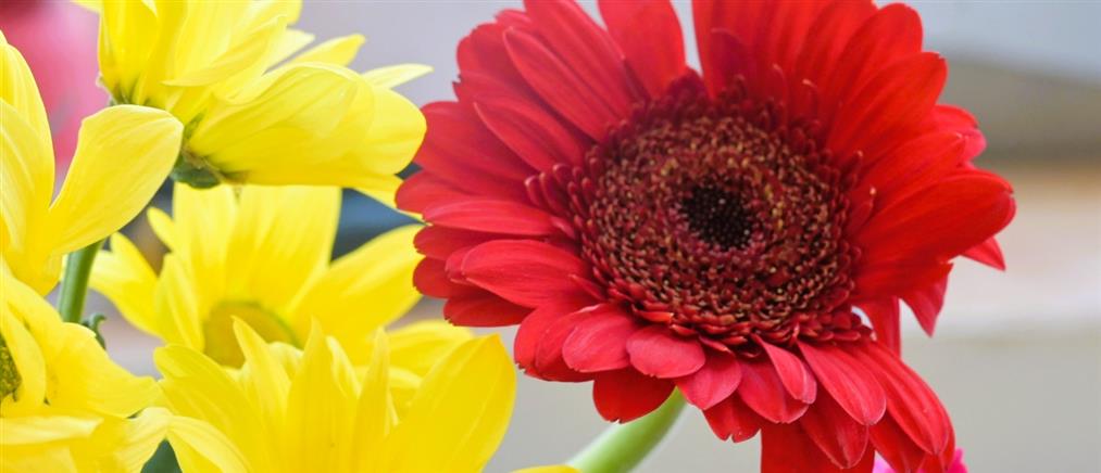 Εορτολόγιο: Ποιοι γιορτάζουν σήμερα 21 Νοεμβρίου