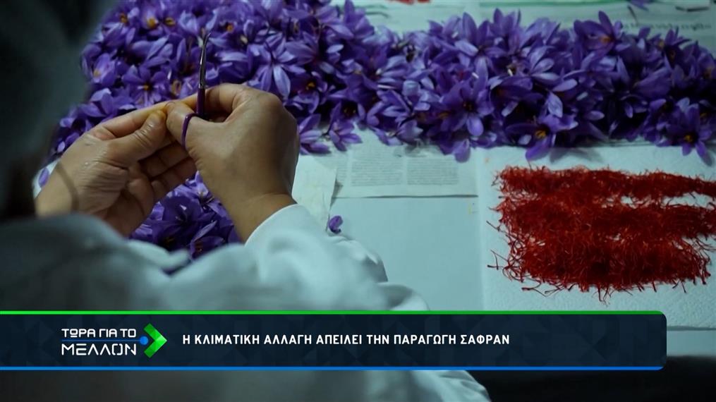 Η καλλιέργεια σαφράν στην Ισπανία